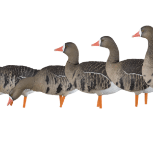 Avian-X AXP Specklebelly – Fusion Pack (6 Full-Body Goose Decoys)