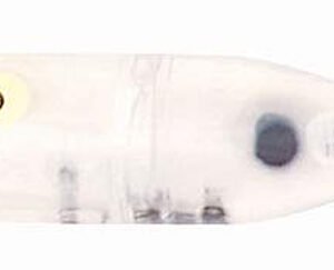 HED BABY TORPEDO 3/8 CLEAR