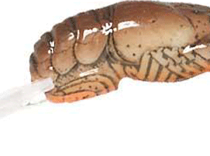 REB WEE CRAW 2" 1/5"-DITCH BRN