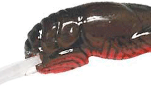 REB TEENY WEE CRAW 1/10-TEXAS RED