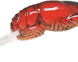 REB TEENY WEE CRAW 1/10-NEST ROBBER