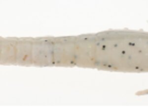 BERK SW GULP 3" SHRIMP SUGAR&SPICE